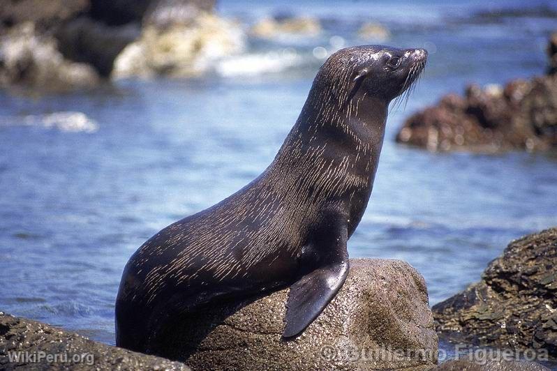 Sea Lion, Paracas