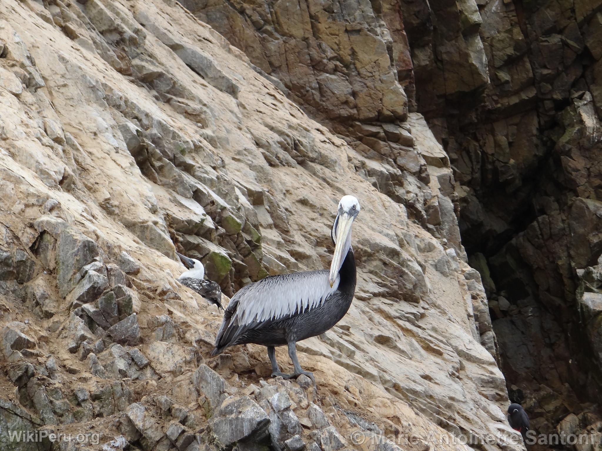 Ballestas Islands, Paracas