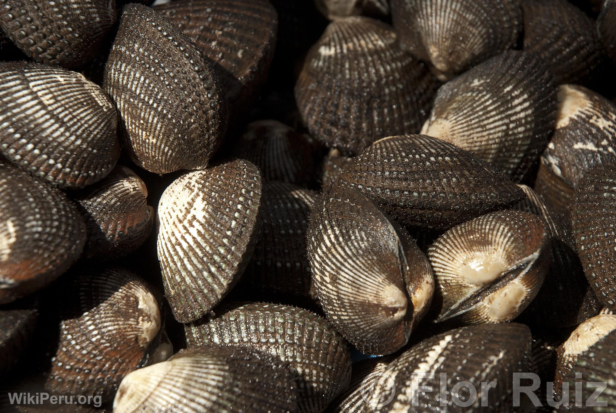 Black Clams