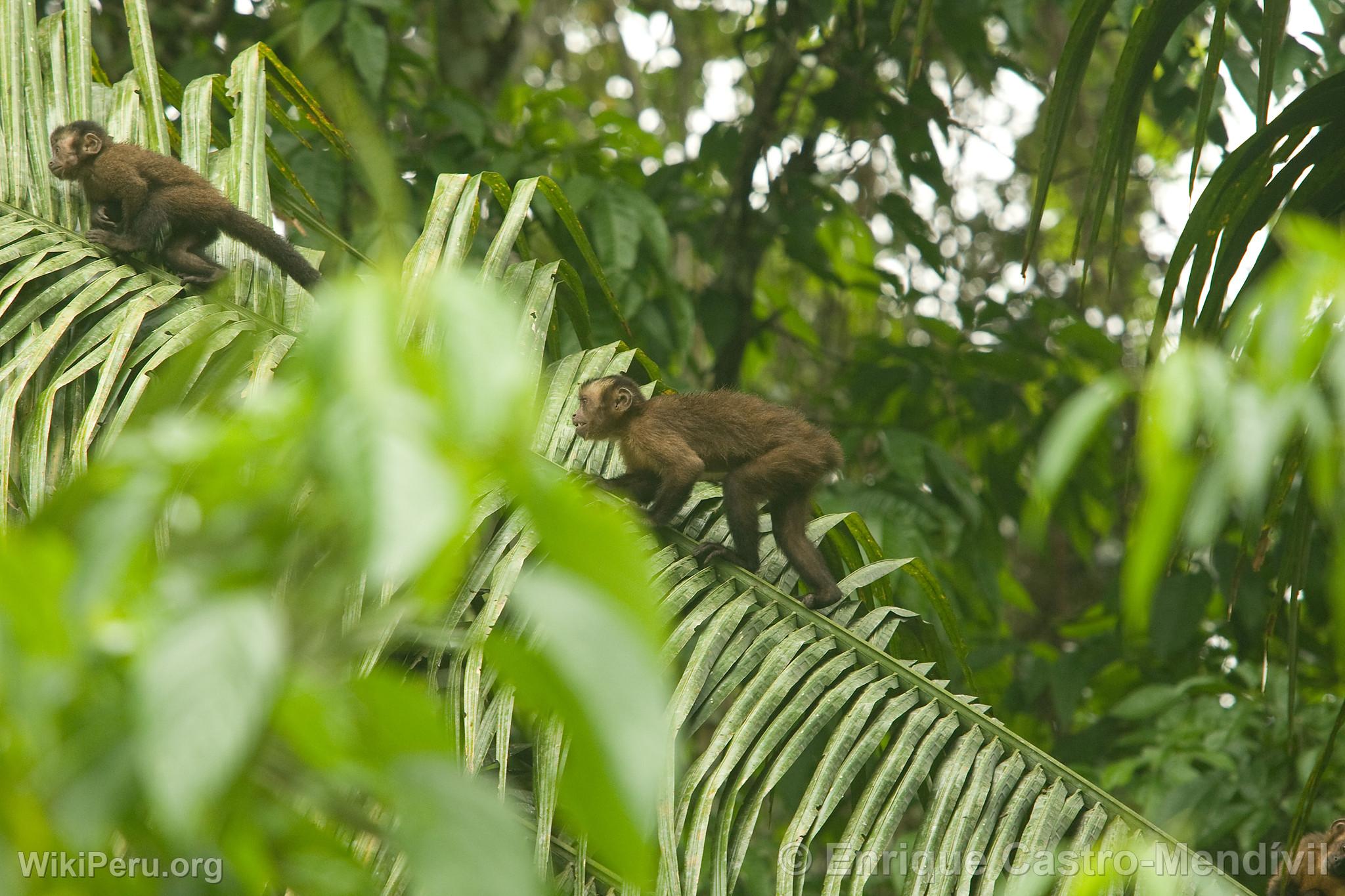 Brown capuchin monkey