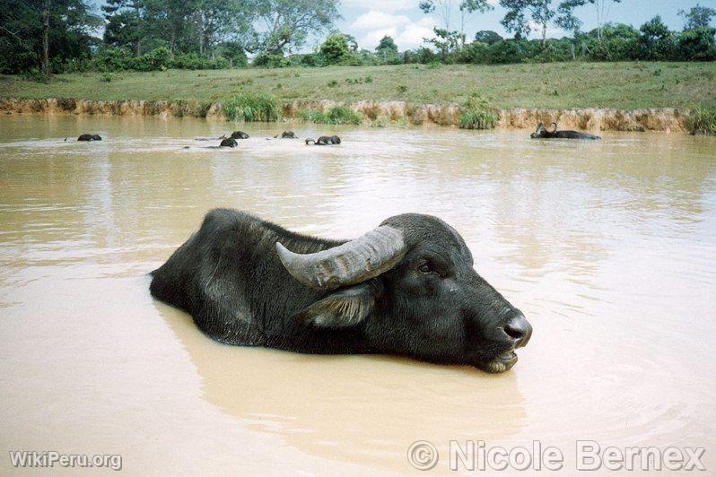 Buffalo Breeding in Genaro Herrera