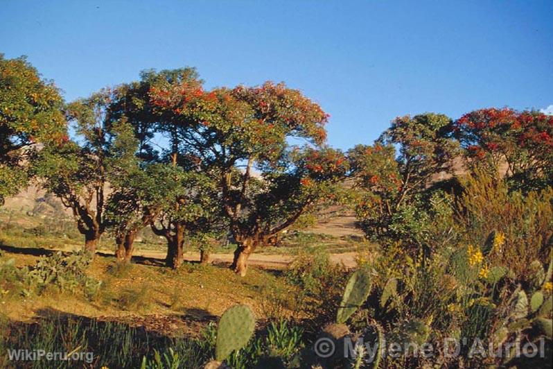 Pisonay Tree in Curahuasi