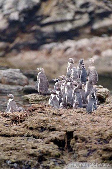 Humboldt penguin, Paracas