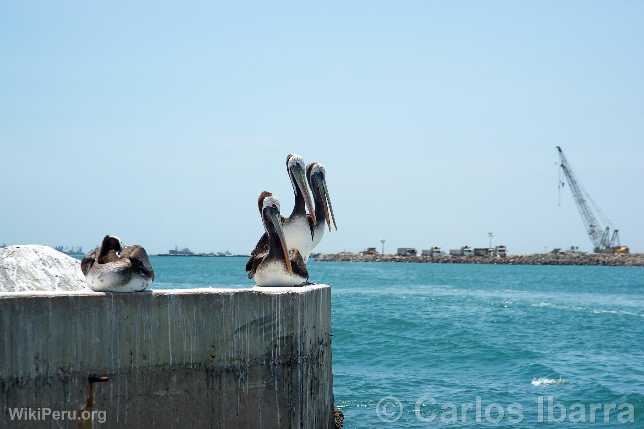 Pelicans at Callao