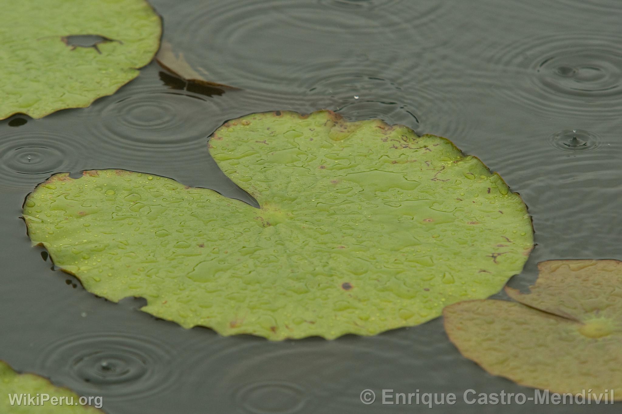 Aquatic Plant at Lake Blanco