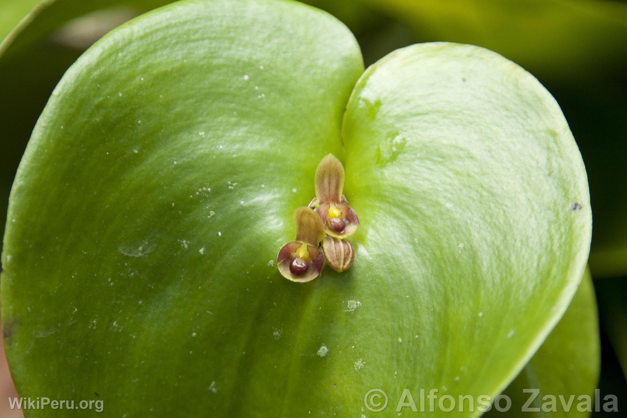 Orchid in Machu Picchu