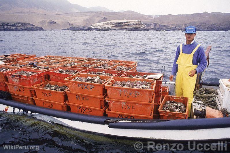 Fishing, Callao