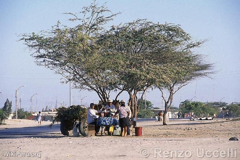 Carob tree, characteristic tree of the Piura region