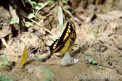 Butterfly, Manu