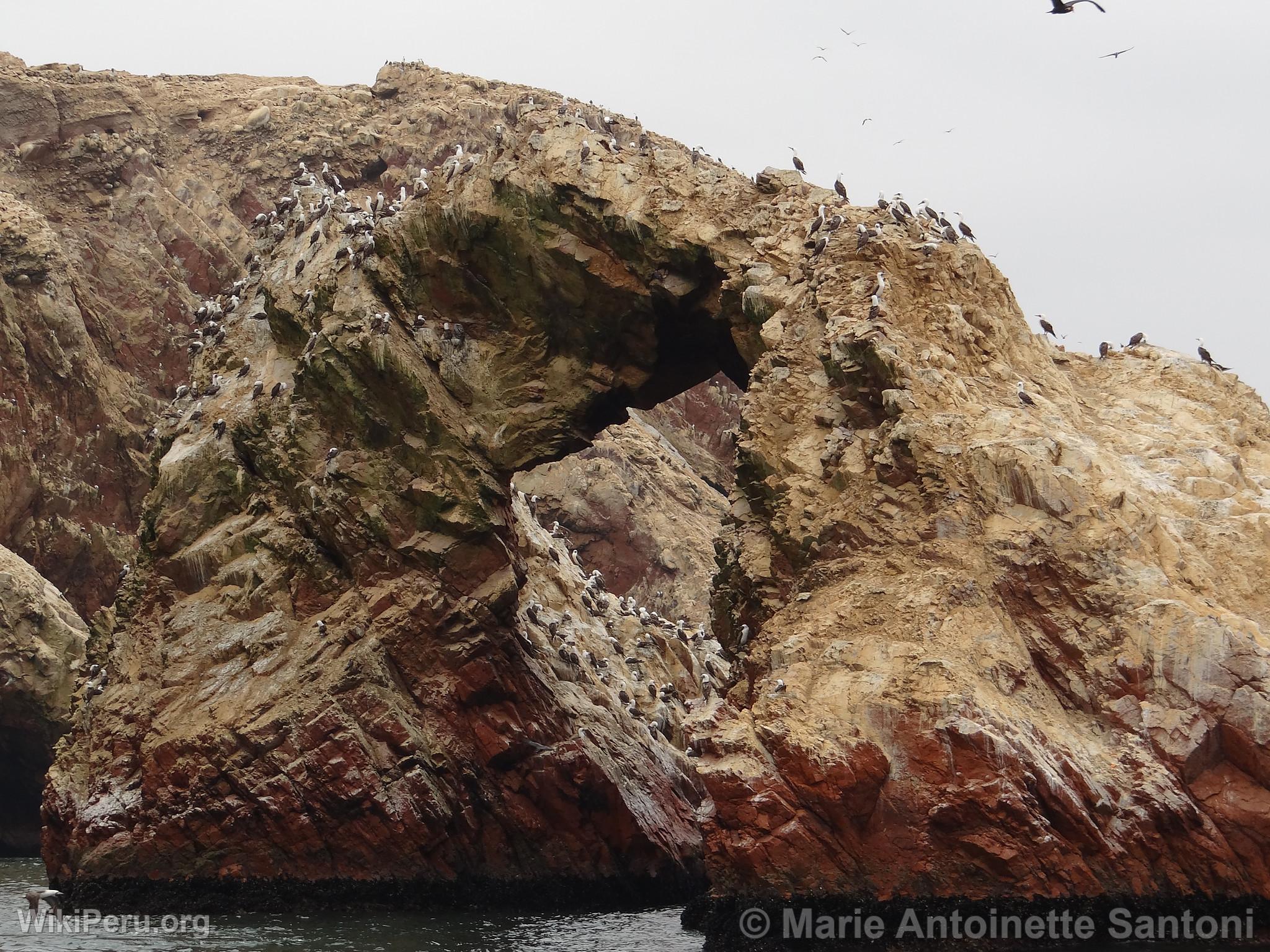 Ballestas Islands, Paracas