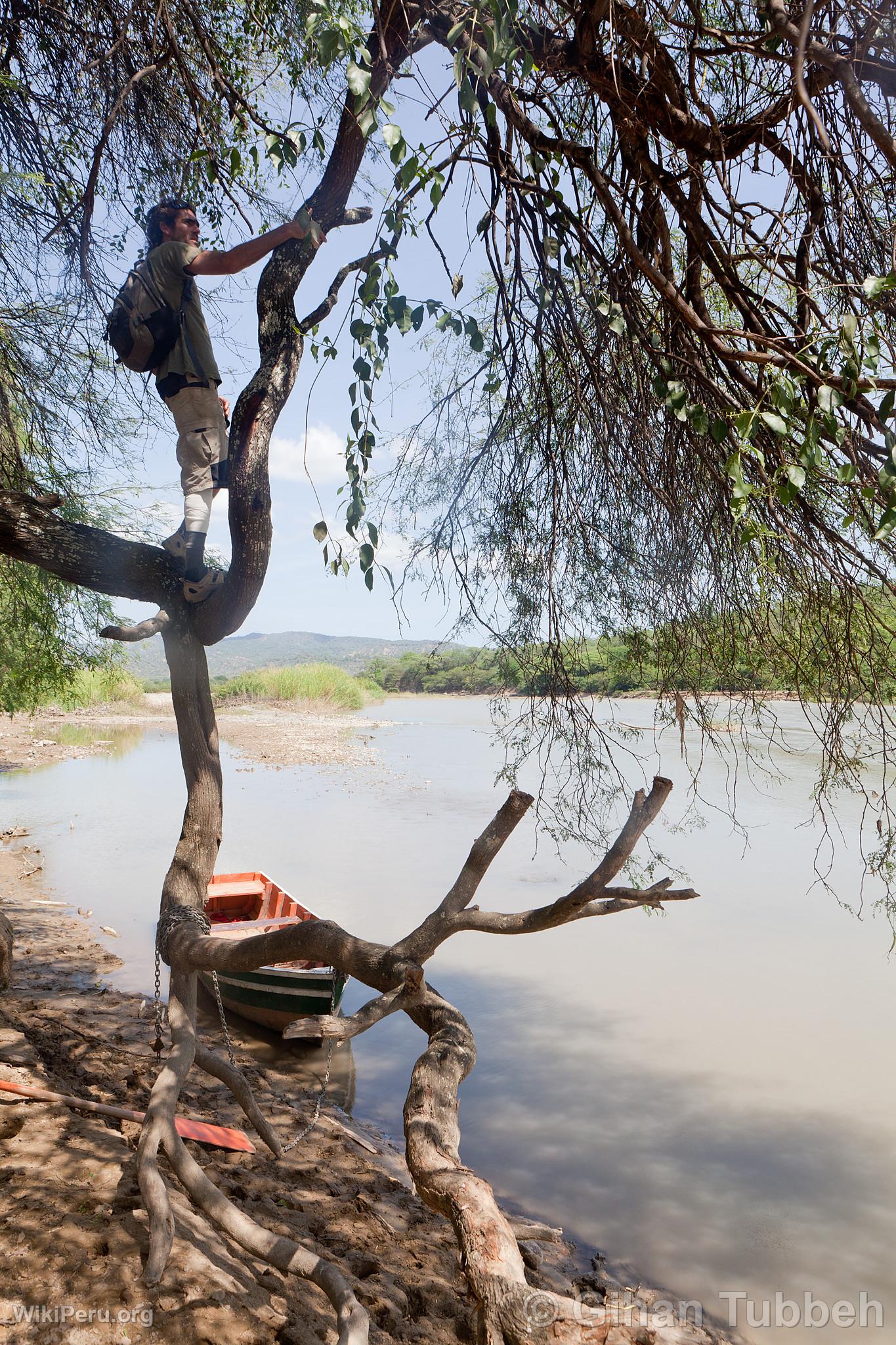 Cerros de Amotape National Park