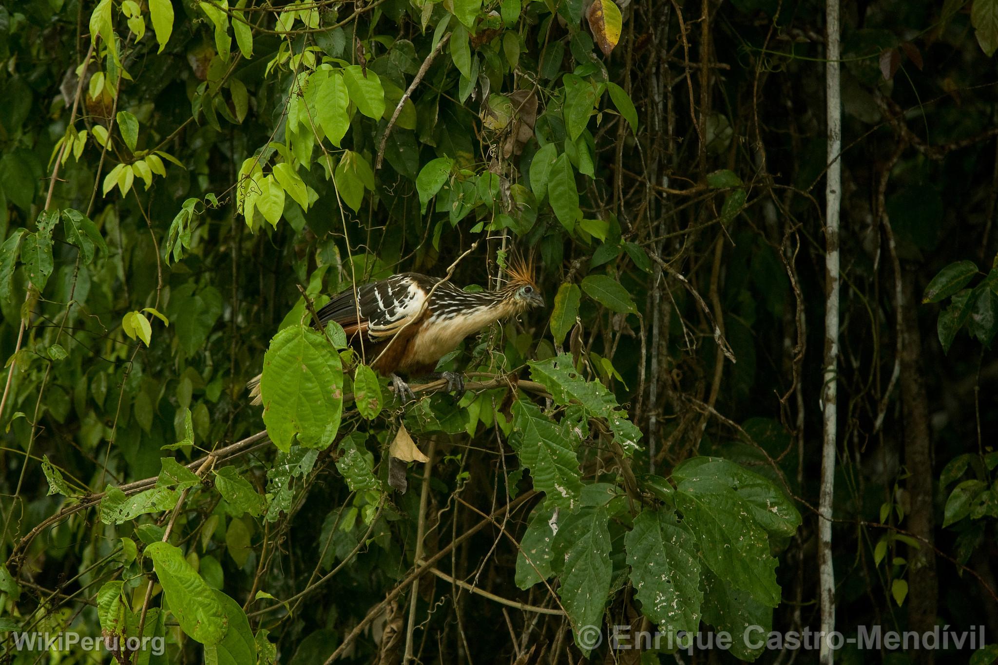 Hoatzin or Shansho