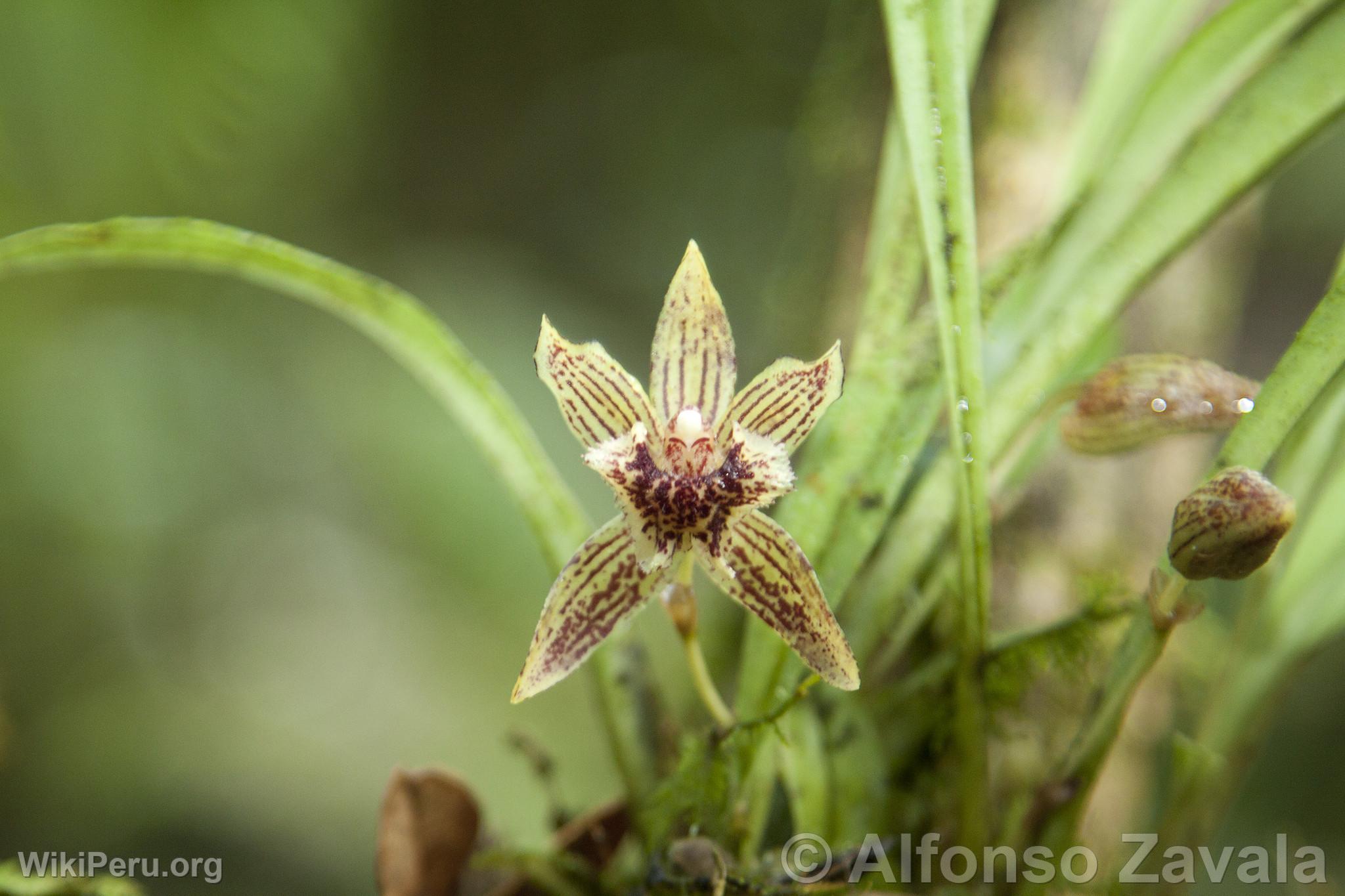 Orchid in Machu Picchu