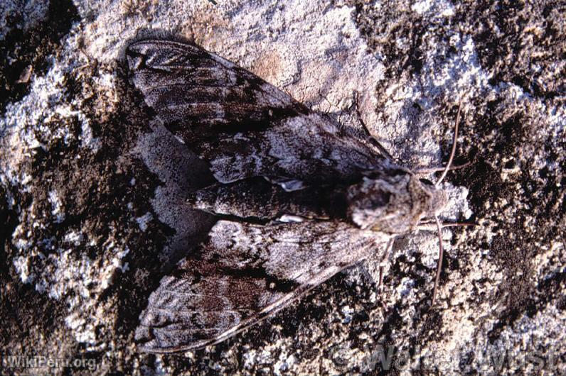 Owl Butterfly (Caligo sp.)