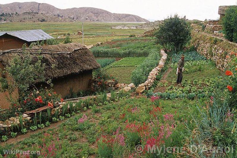 Orchards in Conima, Moho province