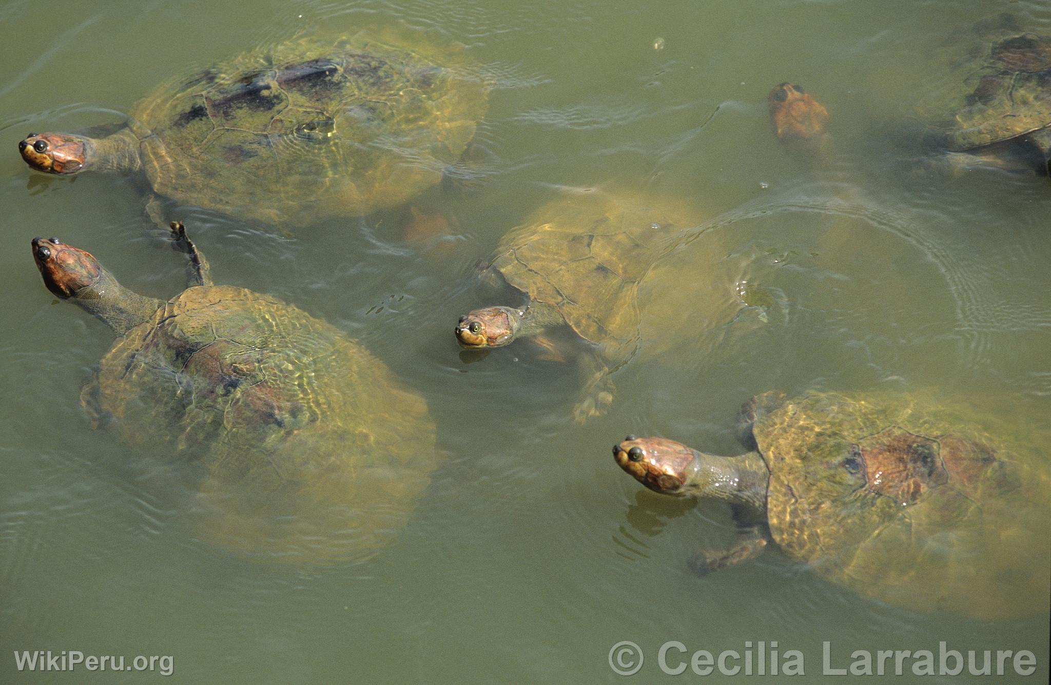 River Turtles