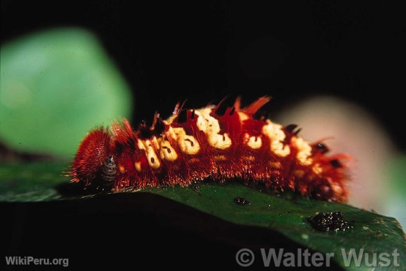 Urticating caterpillar