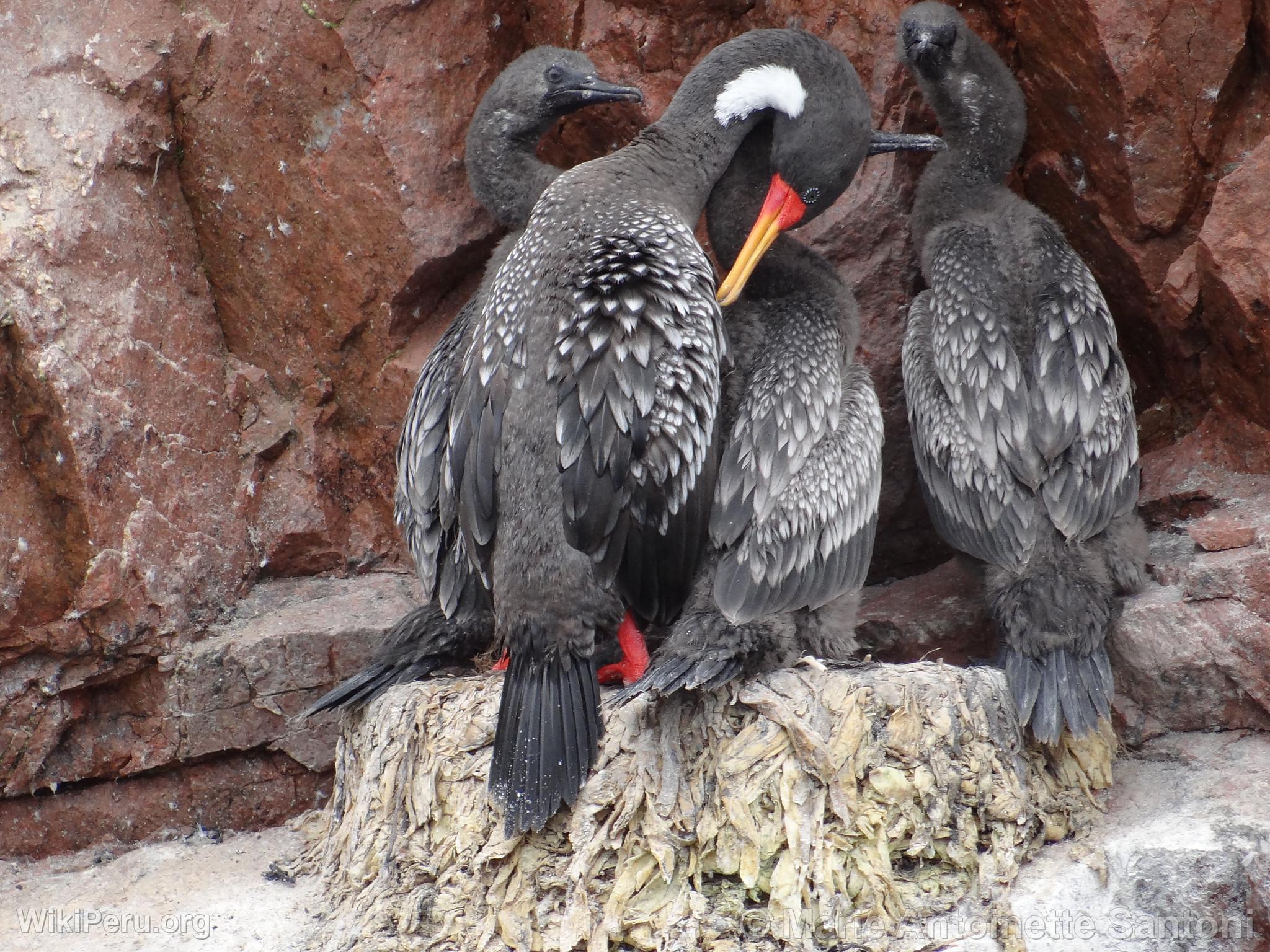 Ballestas Islands, Paracas