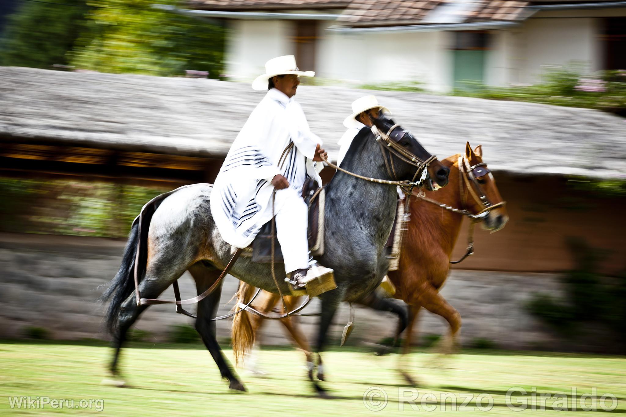 Peruvian Paso horse