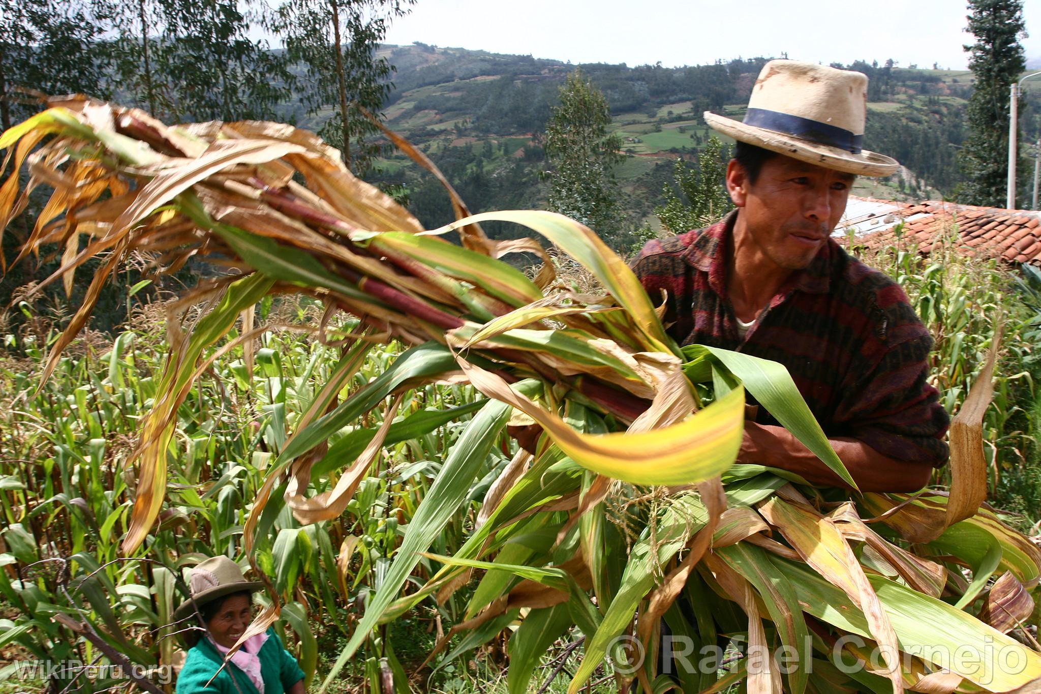 Sugar Cane Harvest