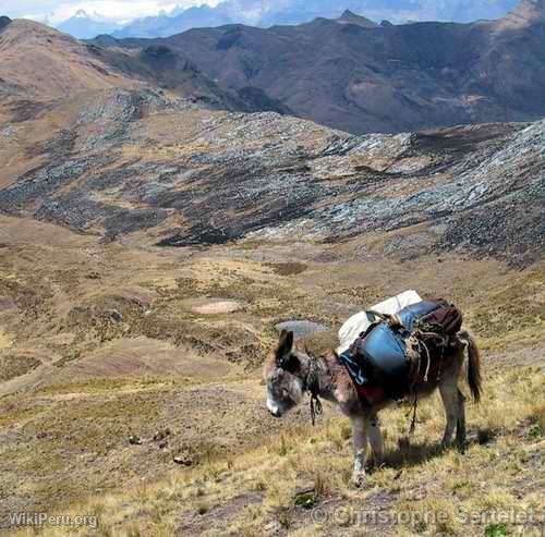 White Cordillera