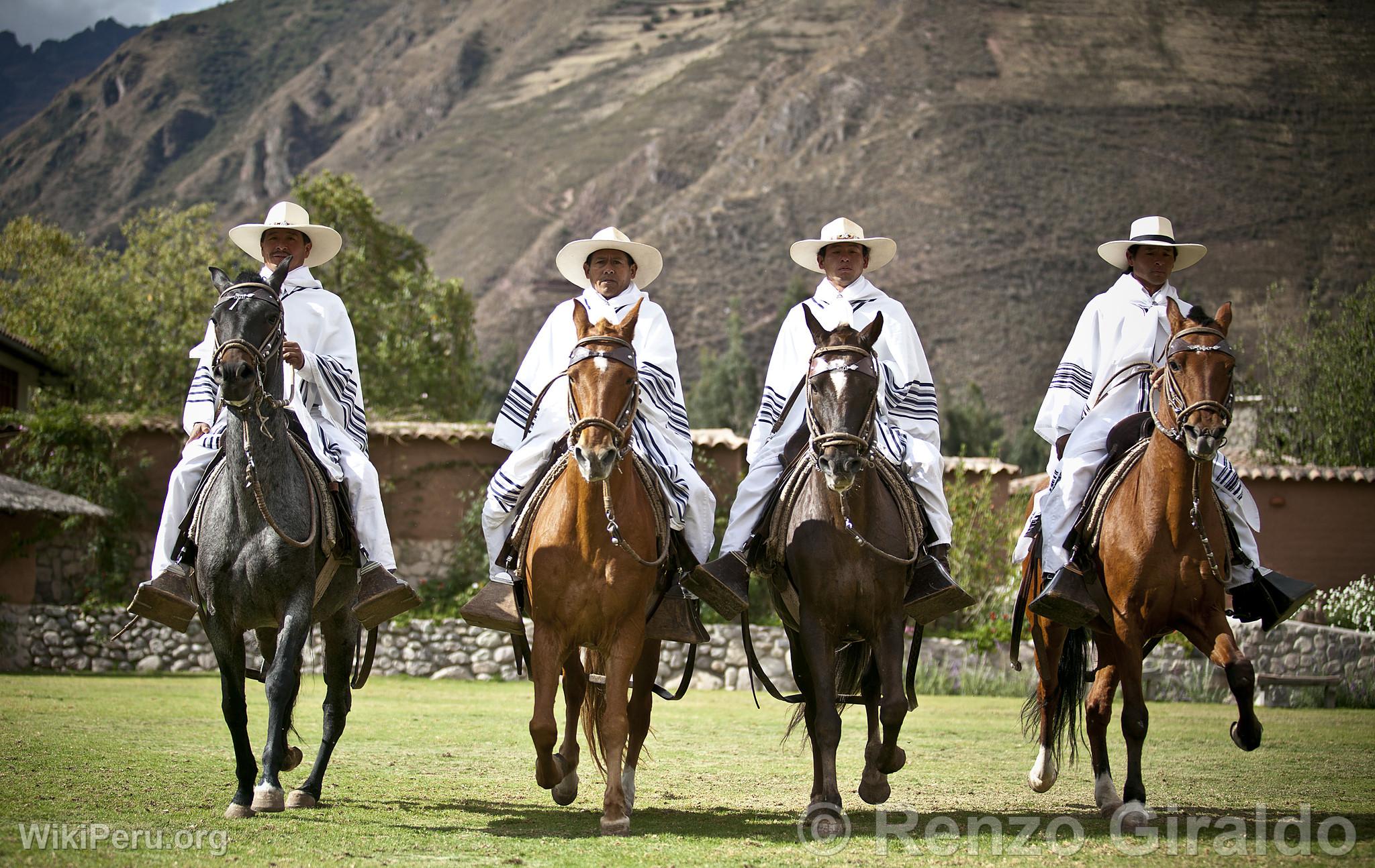 Peruvian Paso horse