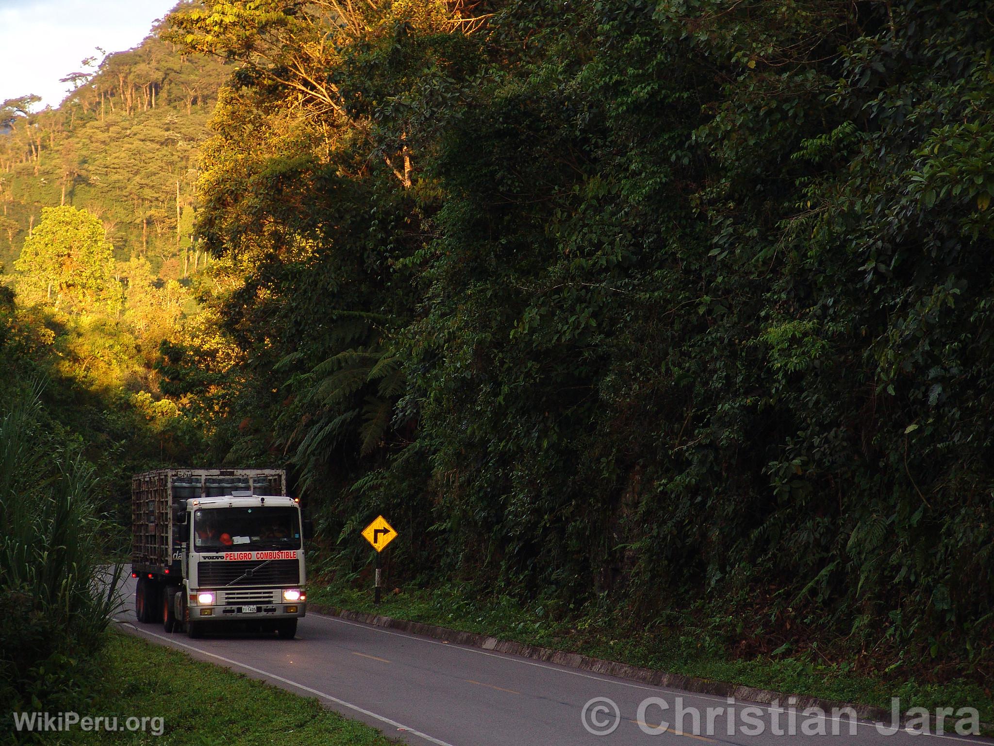 Road in the Jungle