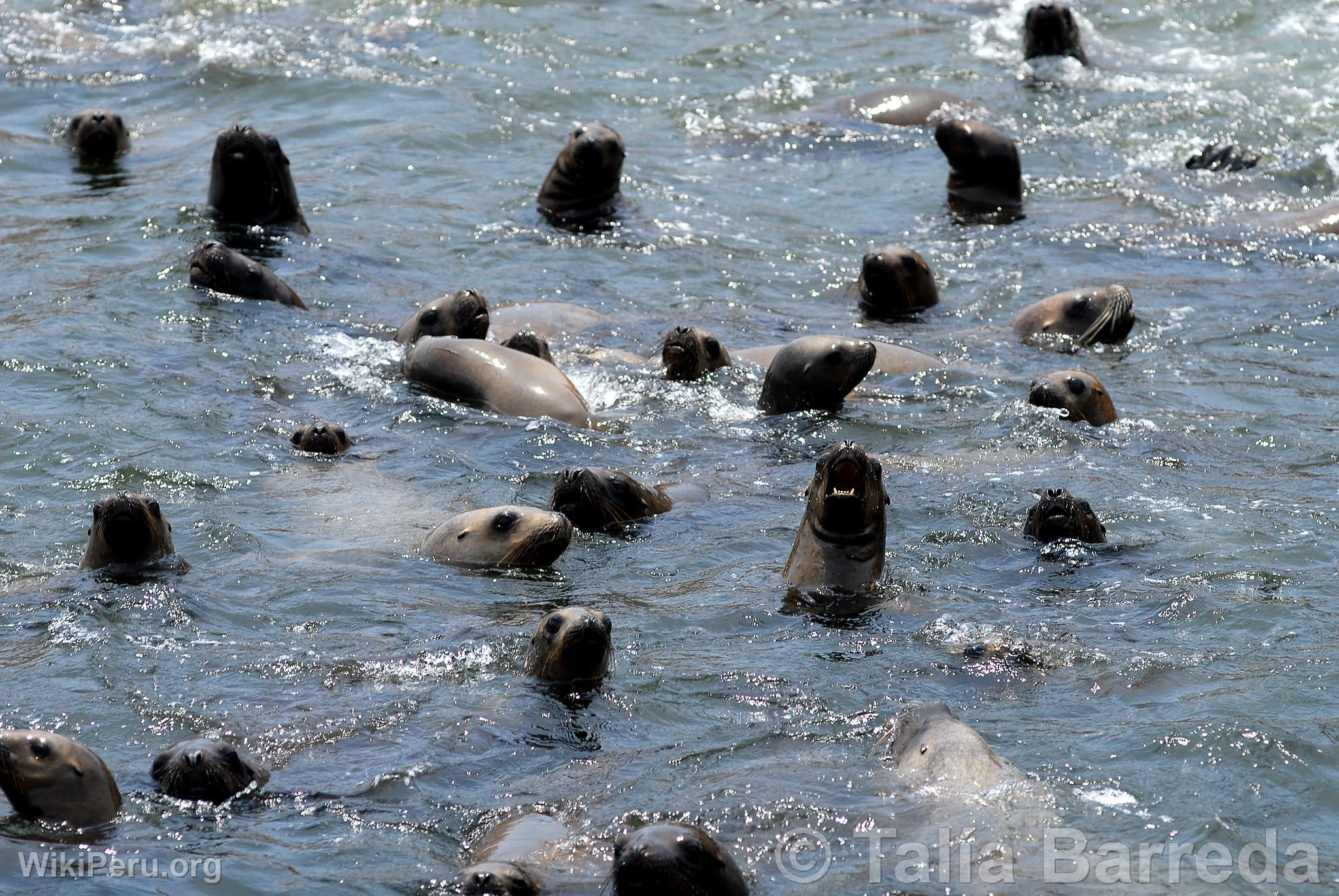 Sea Lions on Palomino Islands, Callao