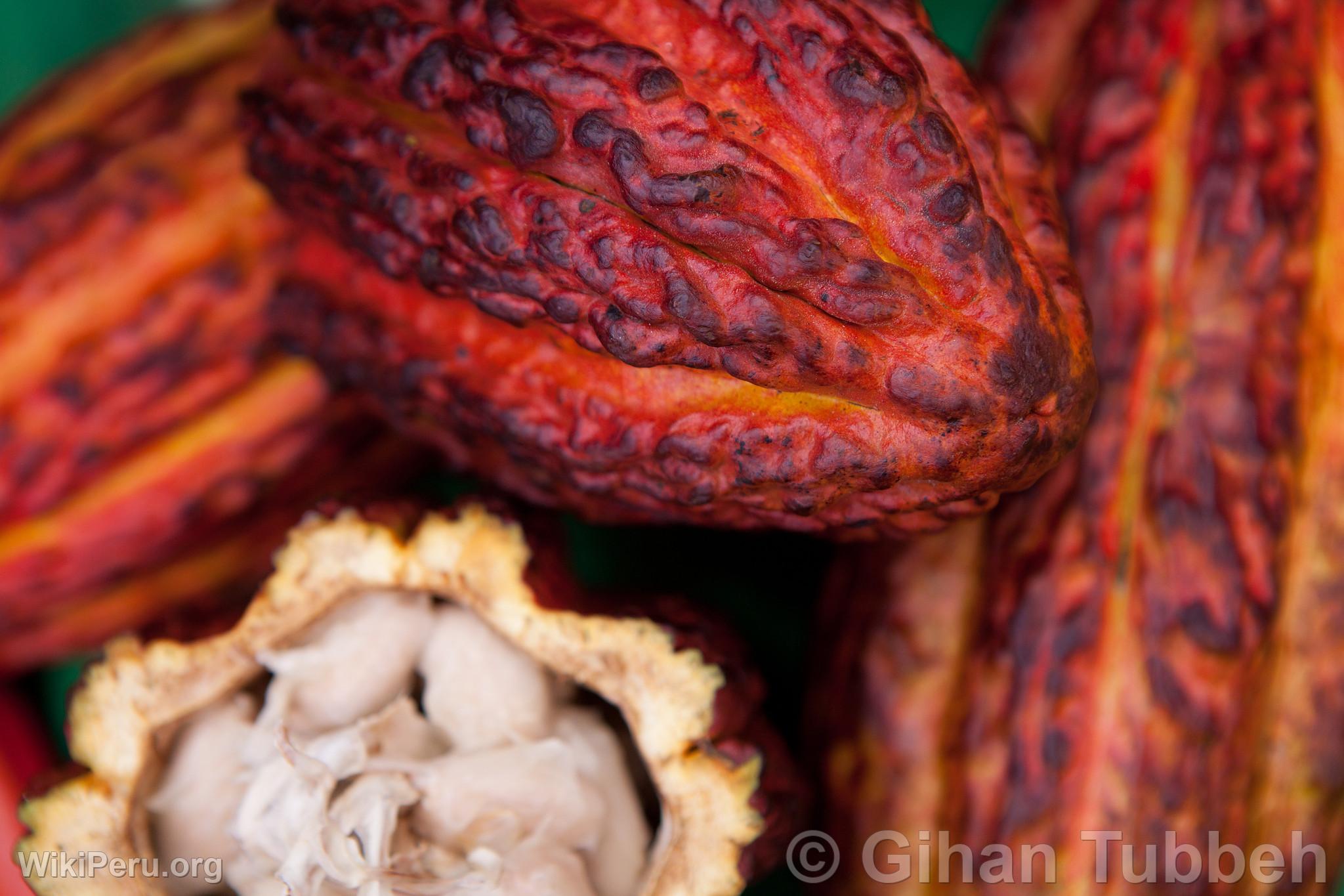 Cacao