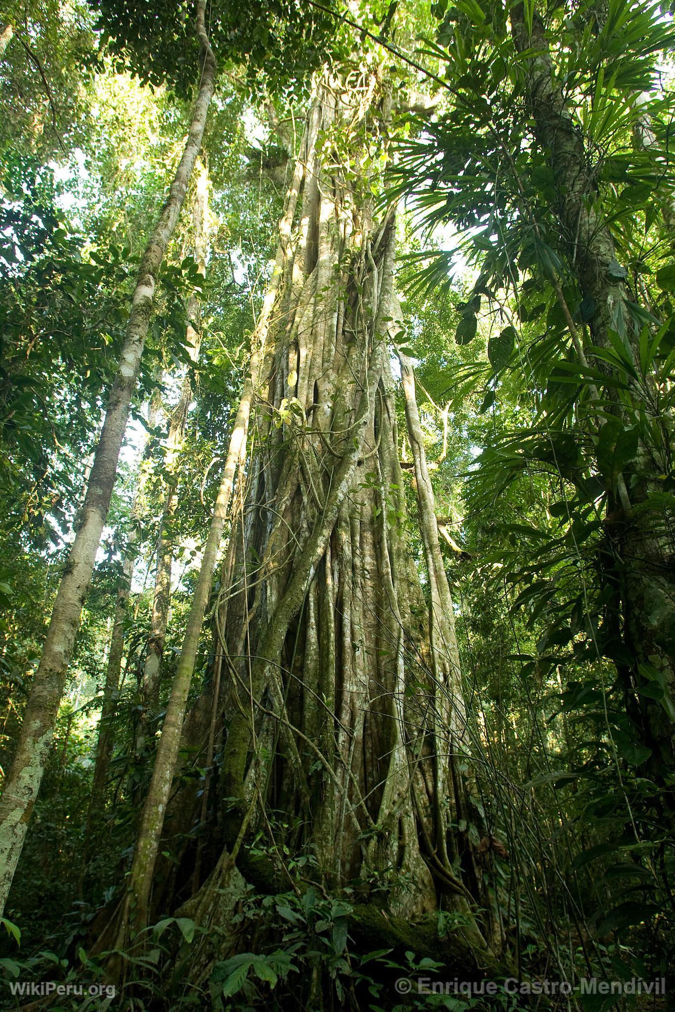 Tree in the Manu National Park