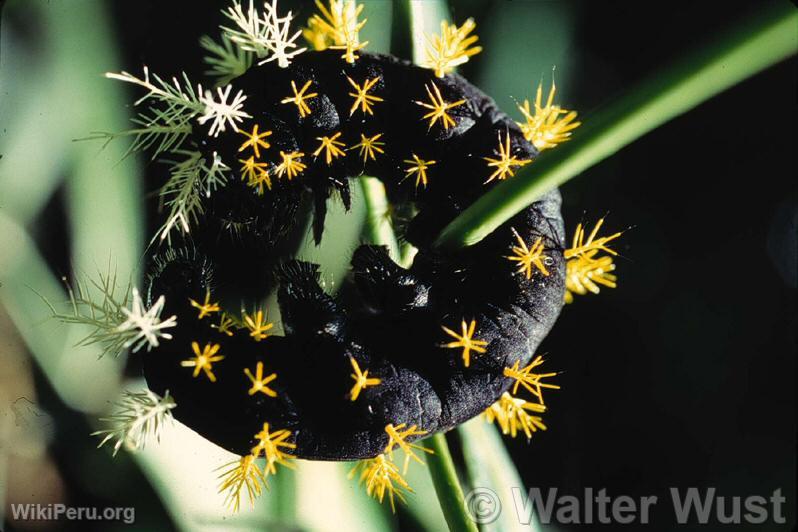 Urticating caterpillar