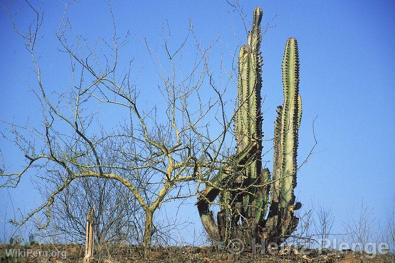 Desert landscape