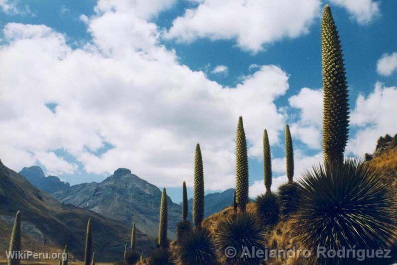 Puya Raimondi