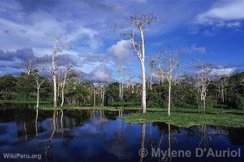 Lagartococha Lagoon