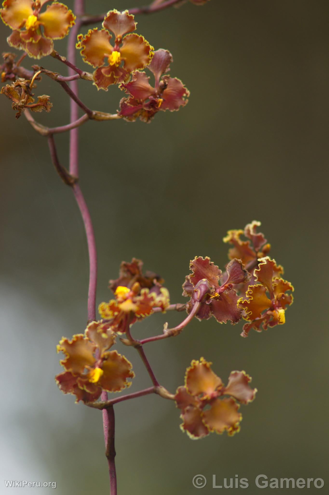 Wild Flowers