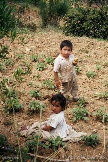 Ecological farming field, Hunuco