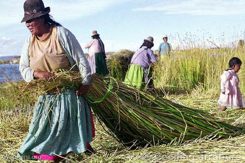 Totora harvesting, Uros