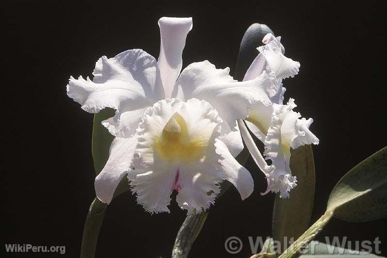 Hybrid Cattleya