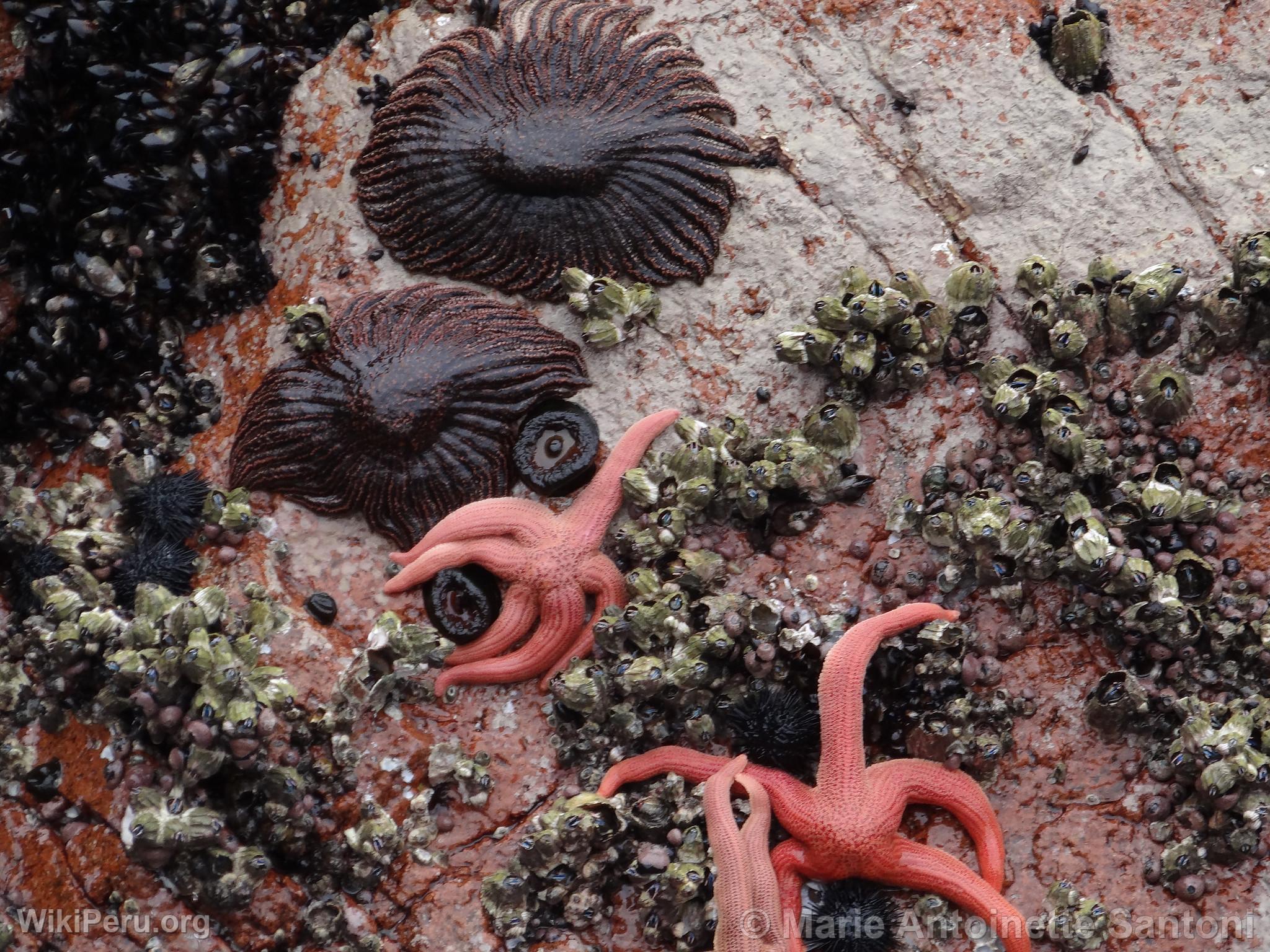 Ballestas Islands, Paracas