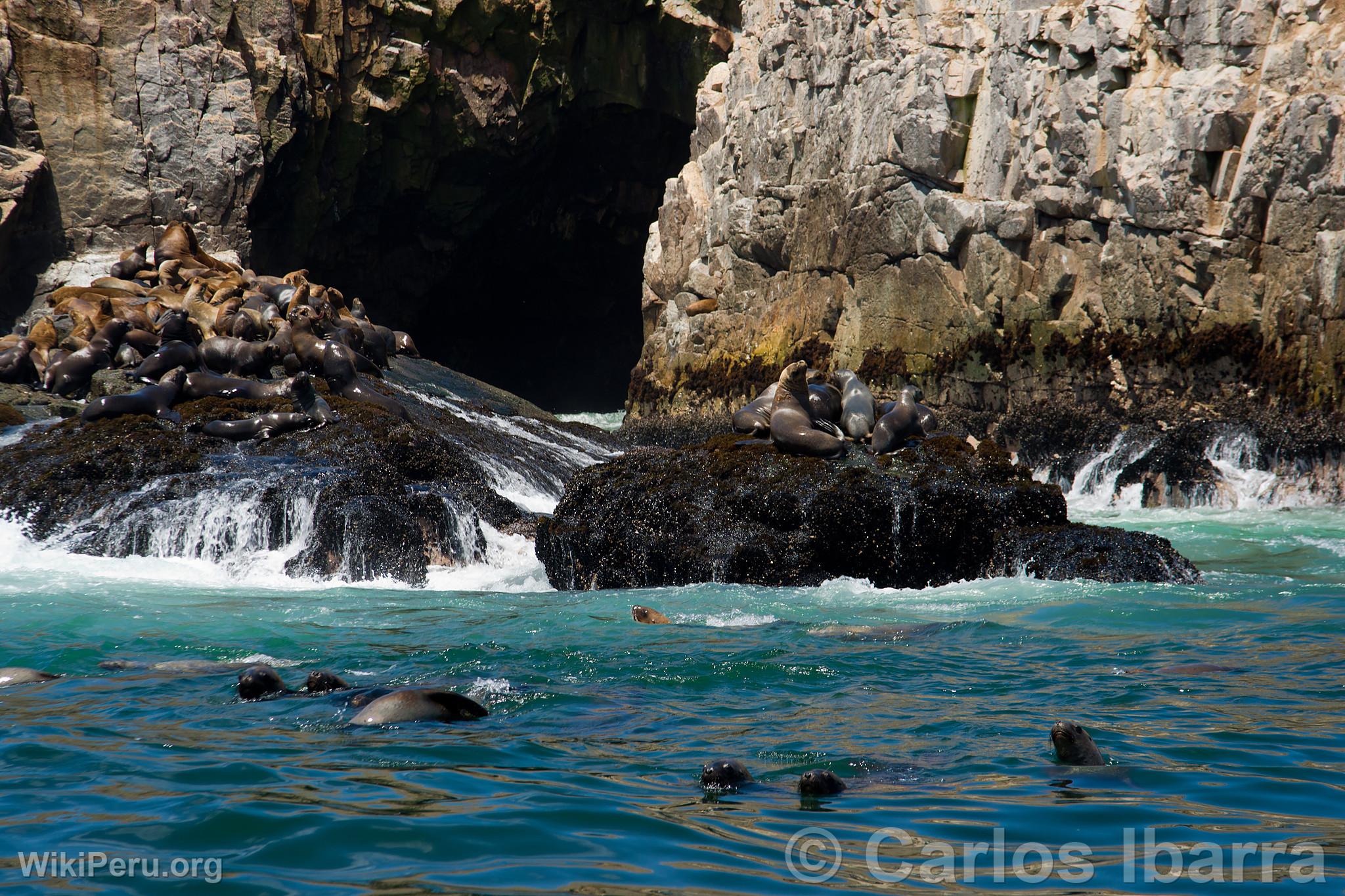 Sea Lions on Palomino Islands, Callao