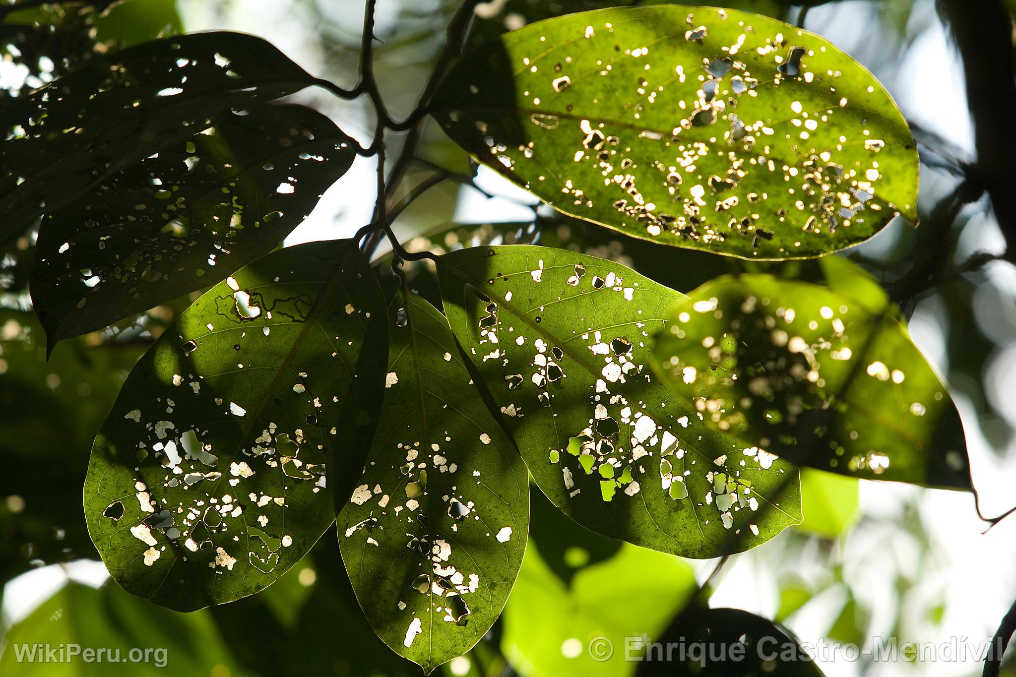 Manu National Park