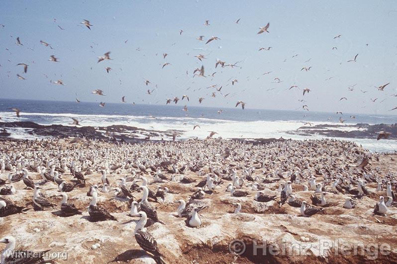 Lobos de Tierra Island