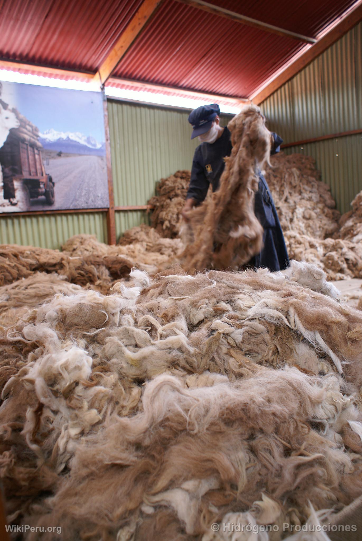 Alpaca Fiber Selection