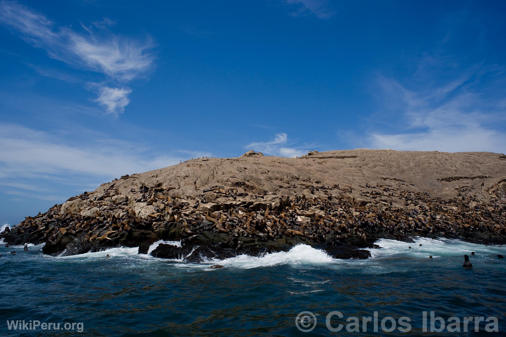 Sea Lions on Palomino Islands, Callao