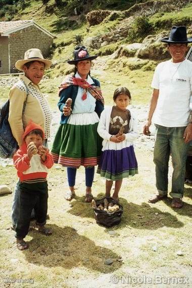 Recovery of native potatoes in Vicos, Huarz