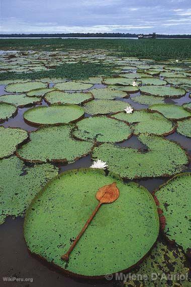 Victoria Regia Samples