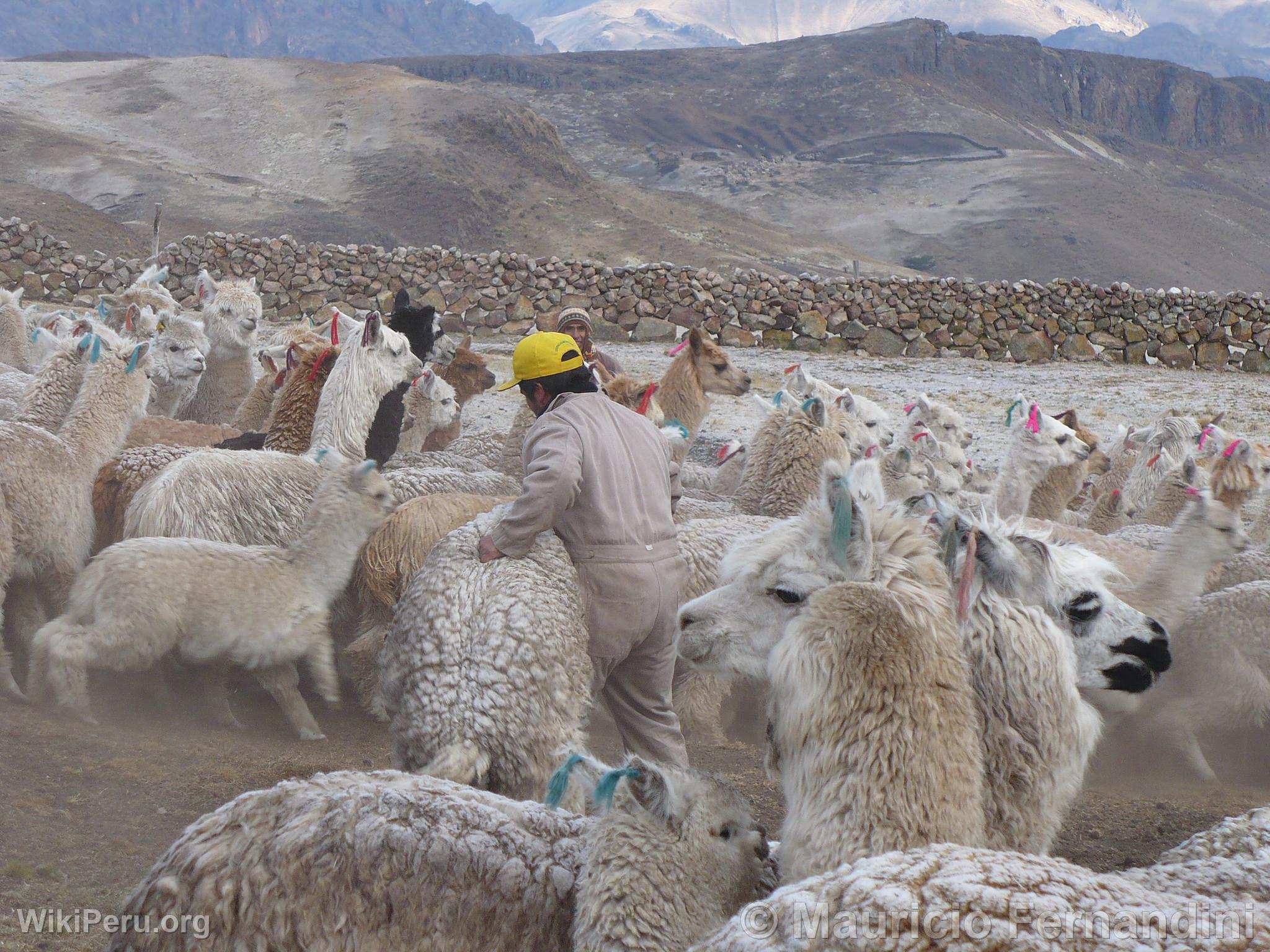 Alpaca Breeding