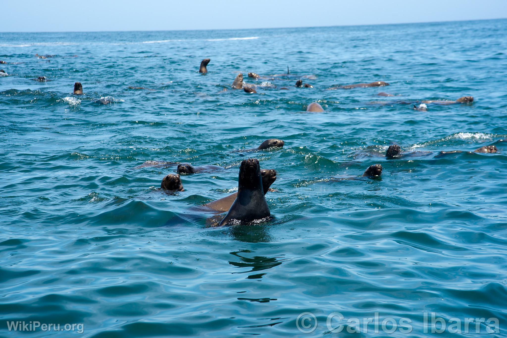 Sea Lions on Palomino Islands, Callao