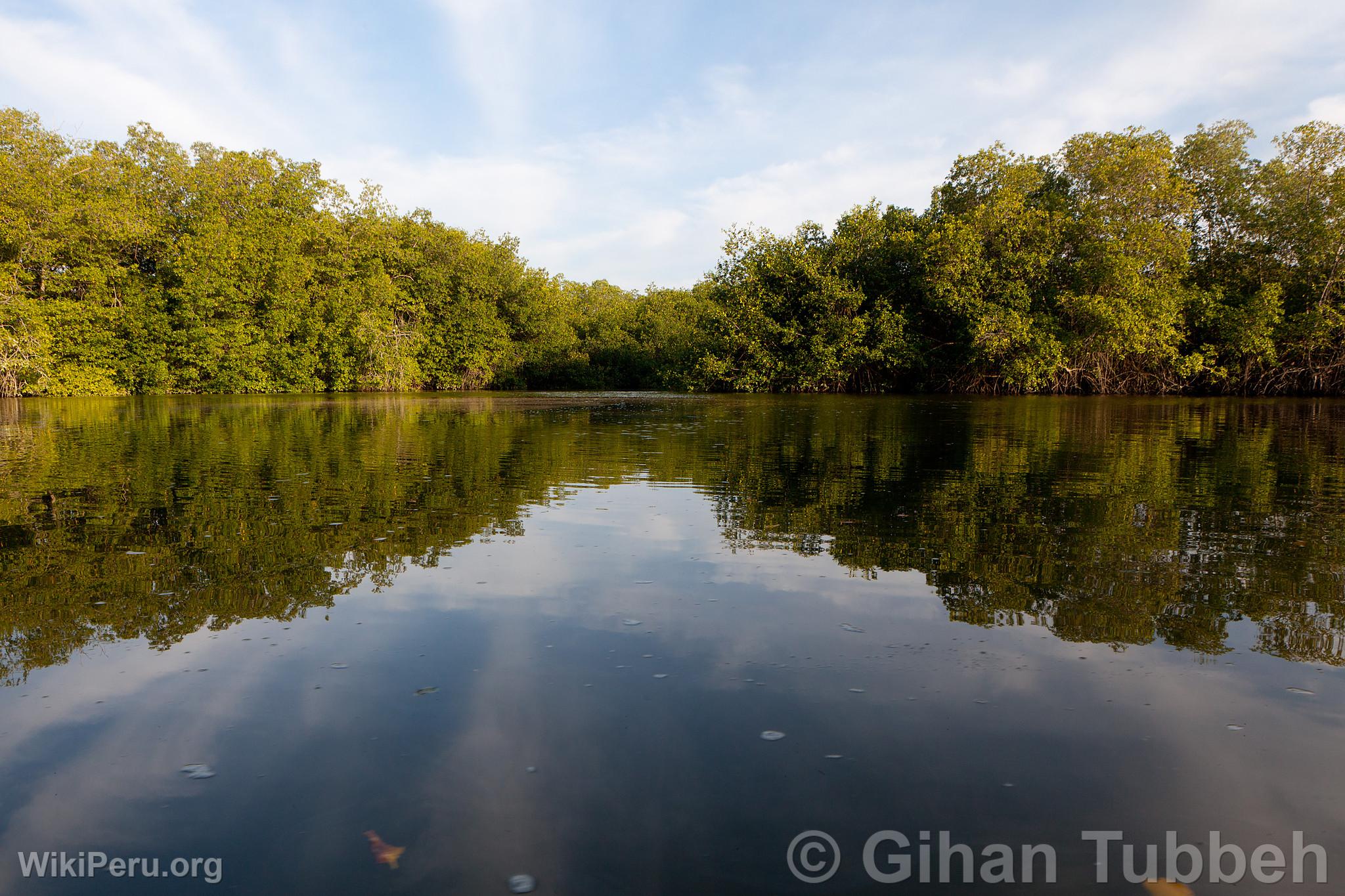 National Sanctuary of the Tumbes Mangroves