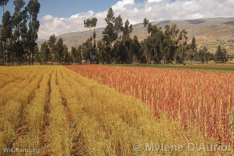 Crops in Huancayo